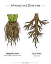 Monocot and dicot root tap root and fibrous root Royalty Free Stock Photo