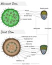 Monocot and dicot stem