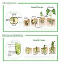 Monocot and dicot vector illustration