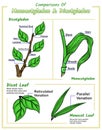 Comparisons Of Monocotyledon and dicotyledon Royalty Free Stock Photo