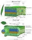 Monocot leaf and dicot leaf structure