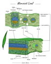 Monocot leaf structure or anatomy