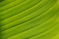 Monocot plant leaf texture Royalty Free Stock Photo