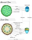 Monocot stem and dicot stem anatomy