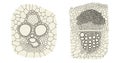 Plant vascular bundle comparison on monocot left and dicot right