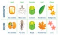 Monocots and dicots vector illustration. Labeled comparison division scheme Royalty Free Stock Photo