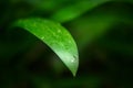 Monocots green leaf and wet on garden background Royalty Free Stock Photo