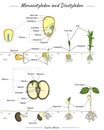 Monocotyledon and dicotyledon corn and bean seed Royalty Free Stock Photo