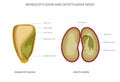 Monocotyledon and dicotyledon seeds, monocots having one seed leaf and dicots having two leaf