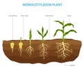 Monocotyledon plants, also known as monocots, are a type of flowering plant having a single embryonic leaf