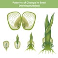 Monocotyledon of seed. Education info graphic. Royalty Free Stock Photo