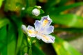 Iris flower-Perennial herb Royalty Free Stock Photo