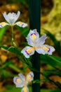 Iris flower-Perennial herb Royalty Free Stock Photo