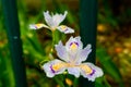 Iris flower-Perennial herb Royalty Free Stock Photo