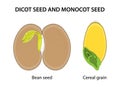 Dicot seed and Monocot seed: similarities and differences. Royalty Free Stock Photo