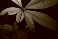 Monocromatic Money Plant Leaves B