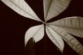 Monocromatic Money Plant Leaves A