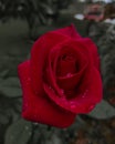 Monocromatic red flower