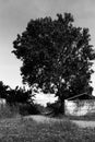 Monocrome, light, grass, sky