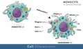 Monocyte cell to macrophage cell differentiation