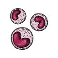 Monocyte leukocyte white blood cells isolated on white background. Hand drawn scientific microbiology vector illustration in