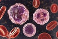 Monocyte, lymphocyte and neutrophil surrounded by red blood cells Royalty Free Stock Photo