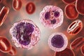 Monocyte, lymphocyte and neutrophil surrounded by red blood cells Royalty Free Stock Photo