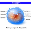 Monocyte Royalty Free Stock Photo