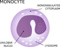 Monocytes, type of leukocyte, white blood cell