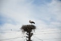 A monogamous breeder. Stork family. Large migratory bird with black and white plumage. Stork in stick nest on electrci pole. White Royalty Free Stock Photo