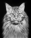 Monohrome handdrawing portrait of a Maine Coon cat. Pet on black.