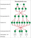 Monohybrid cross in a pea plants