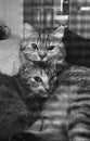 Monokrom couple cat Royalty Free Stock Photo