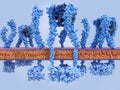 Activated tumor necrosis factor TNF receptors with TNF bound and inactivated monomeric receptors