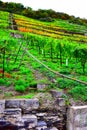 monorail in steep terraced autumn vineyards Royalty Free Stock Photo