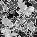 Monotone black and white Seamless pattern of monotone pink tone Tropical forest with leaves , parrots, palm leaves, polka dots, Royalty Free Stock Photo