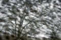 Monotone uniformly distributed fuzzy spots and bare clear trees Royalty Free Stock Photo