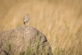 Monotonous lark on termite mound in grassland Royalty Free Stock Photo