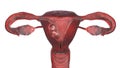 Twin fetuses inside female uterus, 3D illustration Royalty Free Stock Photo