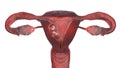 Twin fetuses inside female uterus, 3D illustration