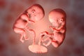 Monozygotic twins in uterus with single placenta, 3D illustration. Human embryos at the age of 8 weeks