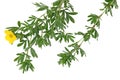 Monrovia Potentilla Leaf