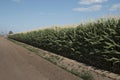 Monsanto GMO Corn Field Royalty Free Stock Photo