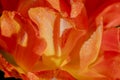 Monsella Sunlight Tulip Abstract