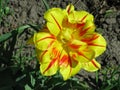 Monsella terry tulip