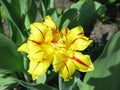 Monsella terry tulip