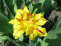 Monsella terry tulip