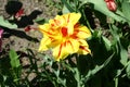 Monsella terry tulip