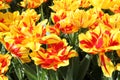 Monsella Tulips - Spring Bloomer