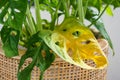 Monsera Adasonii houseplant with wilting yellow leaf, sign of overwatering Royalty Free Stock Photo